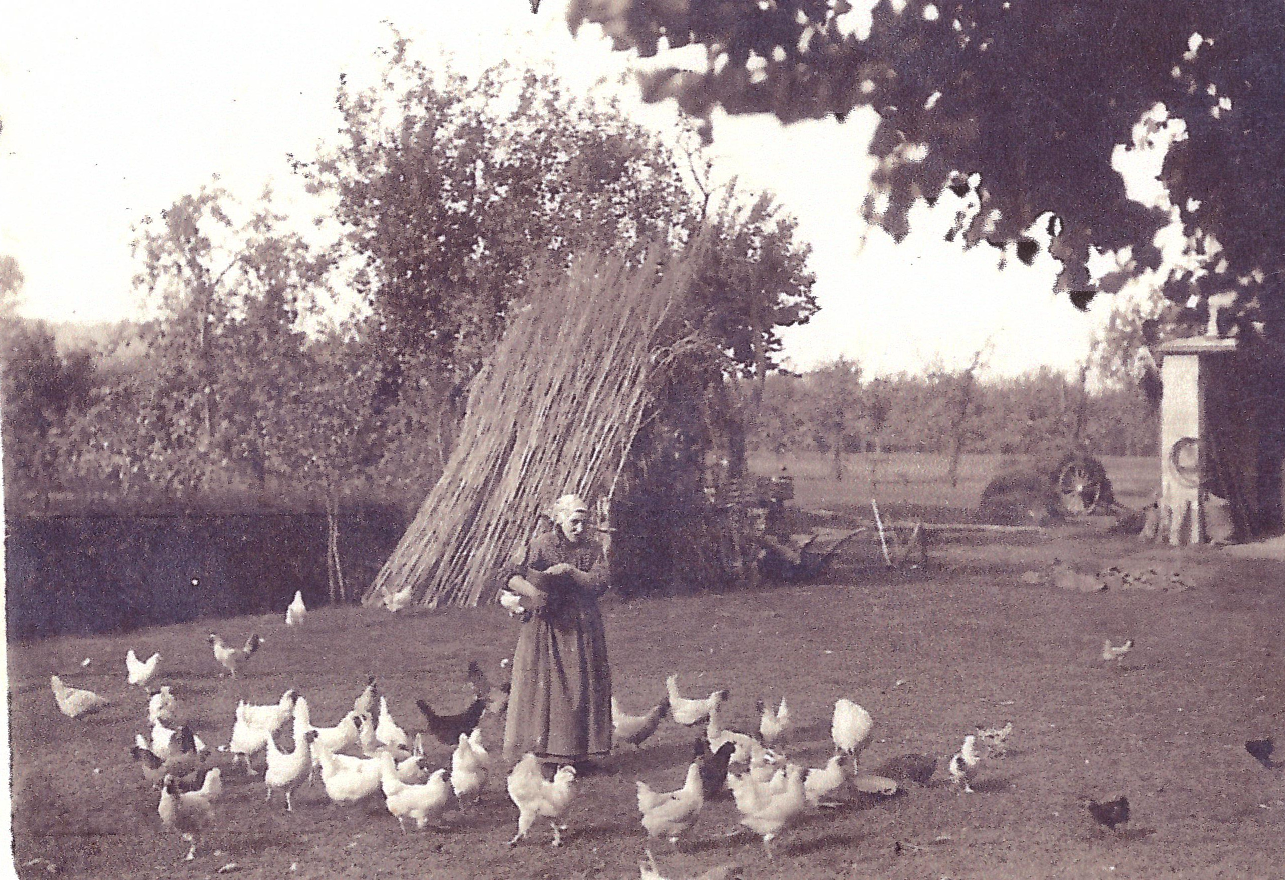 Foto primi Novecento. Galline nell'aia e macero da canapa.